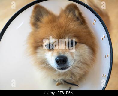 Pommerschen Hund mit elisabethanischem Kragen Stockfoto
