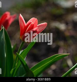 Eine leuchtende rote Tulpe, die im weichen Sonnenlicht vor einem dunklen, unscharfen Gartenhintergrund blüht. Nahaufnahme. Stockfoto