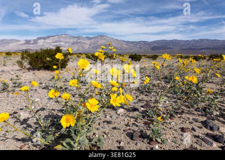 Wüstengold Sonnenblumen Wildblumen im Death Valley National Park Stockfoto