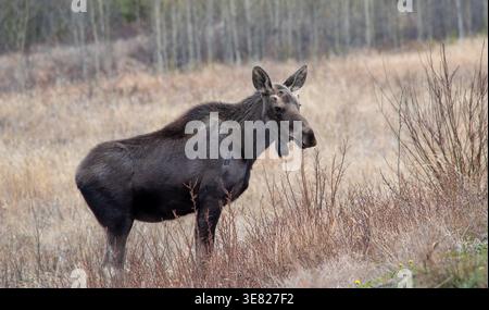 Ein junger männlicher Elch (Alces alces) mit aufstrebenden Geweihknospen steht in der rauen Wildnis des Yukon Territoriums, Kanada. Stockfoto