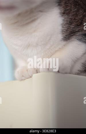 Nahaufnahme von Katzenpfoten auf Möbeln, weicher Fellstruktur und gemütlicher Lebensstil-Moment für Haustiere. Stockfoto