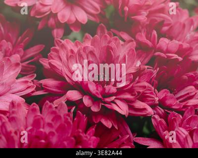 Leuchtend rosa Chrysanthemen blühen in der Nahaufnahme Stockfoto