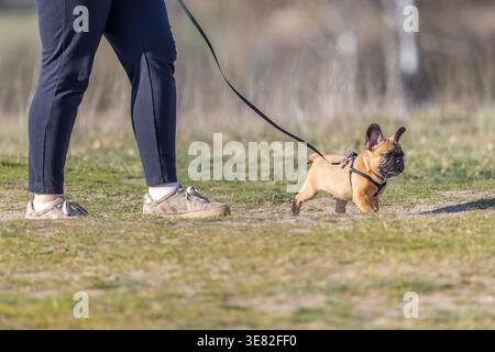 Ein französischer Bulldog, der mit einer Person auf dem Feld an der Leine läuft Stockfoto