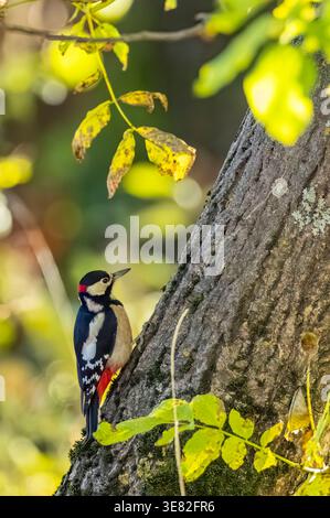 Specht steht auf einem Baum, umgeben von grünen und gelben Blättern im Herbst Stockfoto