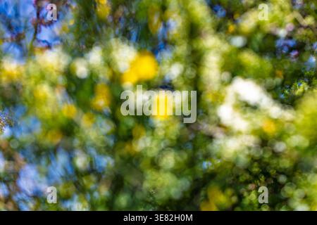 Traumhafte Pastellfarben in der Natur. Stockfoto