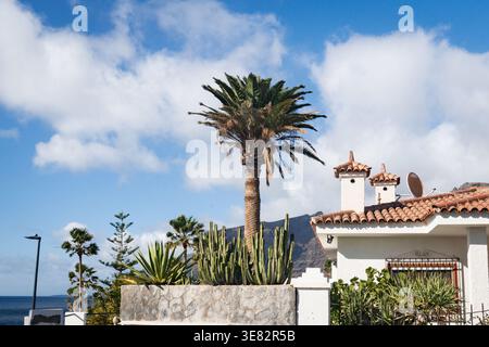 Eine hohe Kanarische Dattelpalme (Phoenix canariensis) ragt neben einem üppigen Kaktus- und Sukkulentengarten vor einer weißen kanarischen Villa mit traditionellen Terracotta-Dachziegeln in Los Gigantes, Teneriffa, Kanarische Inseln, Spanien. Die dramatischen vulkanischen Seeklippen von Los Gigantes erheben sich im Hintergrund unter einem blauen Himmel mit vereinzelten weißen Wolken prominent. Während des Tages bei hellem Sonnenschein fotografiert. Kein Model- oder Immobilienrelease vorhanden â€” redaktionelle Nutzung. Stockfoto