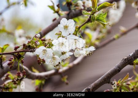 Weiße Kirschblüten blühen auf Zweig Stockfoto