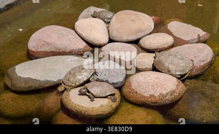 Aus der Nähe sehen Sie einige spanische Teichschildkröten (Mauremys Leprosa), die sich auf Felsen in einem natürlichen Teich am Jardin Secret von Marrakesch, Marokko, sonnen Stockfoto