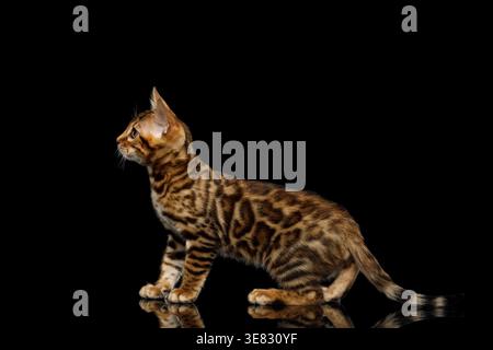 Junge bengalische Katze, die vorwärts geht und sich ausdehnt, während sie dunkle Atelierräume auf isoliertem schwarzem Hintergrund erforscht Stockfoto