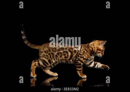 Junge gefleckte Katze in Jagdstellung, die sich auf isoliertem schwarzem Hintergrund zu Boden schleicht und tief zu Boden geht Stockfoto
