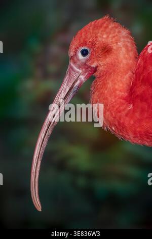 Scarlet ibis (Eudocimus ruber) Nahaufnahme Porträt im Südwesten Floridas, USA. Stockfoto