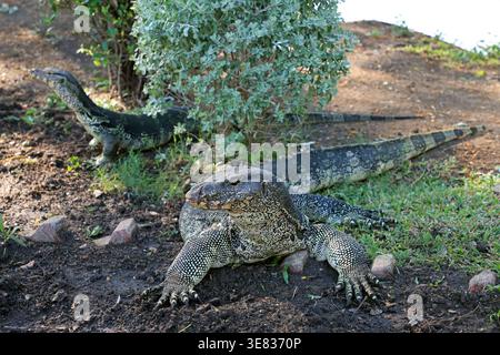Riesige asiatische Wasserwaffe, Varanus Salvator, im Lumphini Park in Bangkok, Thailand Stockfoto