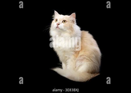 Persische Katze, braun und weiß auf schwarzem Hintergrund. Stockfoto