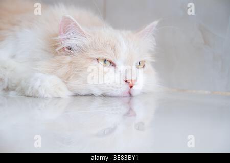 Eine braun-weiße Perserkatze schläft auf dem Boden. Creme Persische Katze, die auf Braun ruht Stockfoto