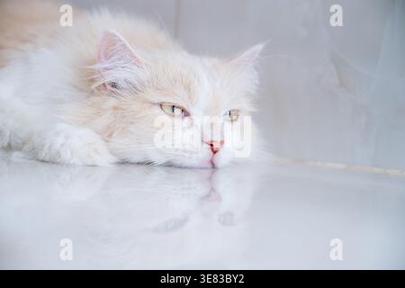 Eine braun-weiße Perserkatze schläft auf dem Boden. Creme Persische Katze, die auf Braun ruht Stockfoto