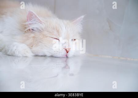 Eine braun-weiße Perserkatze schläft auf dem Boden. Creme Persische Katze, die auf Braun ruht Stockfoto