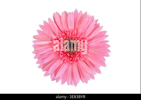 Rosa Gerbera Blume isoliert auf weißem oder transparentem Hintergrund. Stockfoto