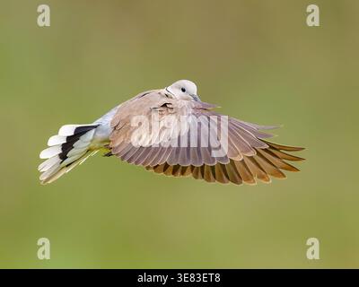 Mit Kragen versehene Taube im Midair mit Flügelstruktur und Schwanzmuster Stockfoto