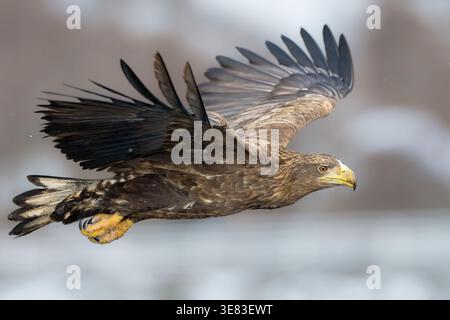 Weißschwanzadler aus nächster Nähe im Flug Stockfoto