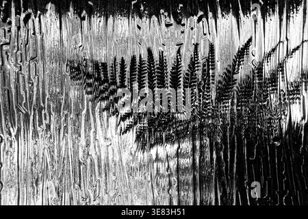 Natur's Art, ein Schwarzweiß-Bild von Farnblatt vor einem Milchglasfenster, Aotearoa / Neuseeland. Stockfoto