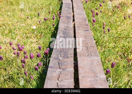 Blühende Schachblume in einem Naturschutzgebiet mit einem Holzsteg auf einer Wiese Stockfoto