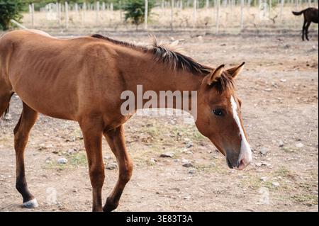 Ein kleines Fohlen grast auf der Ebene, unter seinen älteren Verwandten. Stockfoto