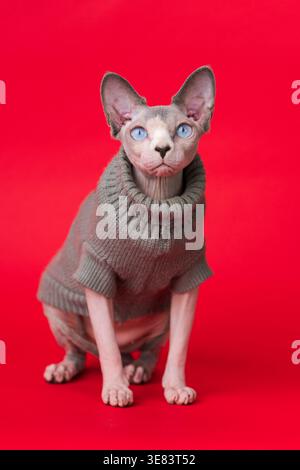 Reinrassige sphynx-Katze mit auffälligen blauen Augen, gekleidet in einem warmen Strickpullover, sitzt auf einem kräftigen, kräftigen roten Hintergrund. Die Studio-Beleuchtung hebt ITS hervor Stockfoto