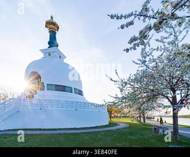 Friedenspagode Wien Friedenspagode Wien, Kirschblüte Wien 02. Leopoldstadt Wien Österreich Stockfoto