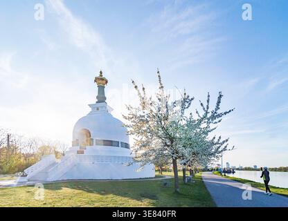 Friedenspagode Wien Friedenspagode Wien, Kirschblüte Wien 02. Leopoldstadt Wien Österreich Stockfoto