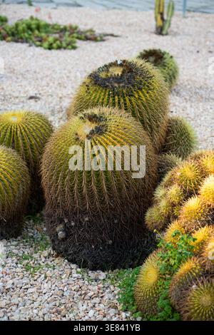 Goldene Fass-Kakteen, die in trockener Landschaft gedeihen Stockfoto