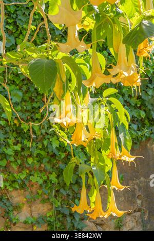 Große gelbe trompetenförmige Blüten hängen von grünen Ästen vor einem dichten grünen Gartenhintergrund. Stockfoto