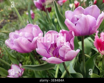 Tulpe. Blühende Tulpenblüte. Blühende Tulpenblüte mit violettem Blütenblatt im Blütenstand am sonnigen Frühlingsmorgen. Blühender violetter Tulpenblüten-Wachstumsgrund. Natürlicher Hintergrund Stockfoto