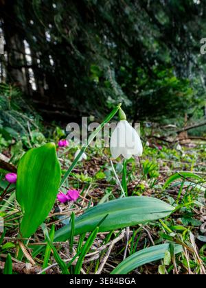 Weiße Schneeglöckchenblume wächst in der natürlichen Waldumgebung Stockfoto