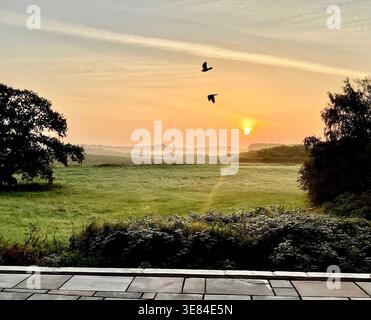 Zwei Vögel in Flight Silhouetten gegen Golden Misty Sunrise über Ackerland und Hecken in Dawn, Flaxby, North Yorkshire, England Stockfoto