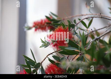 Blühender roter Callistemon, bekannt als 'Flaschenbürste'. Horizontales Foto Stockfoto