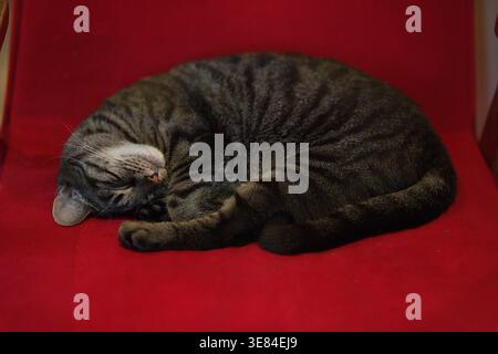 Eine Hauskatze, die in einer gekräuselten Position auf einem roten Sessel schläft. Hochwertige Fotos Stockfoto