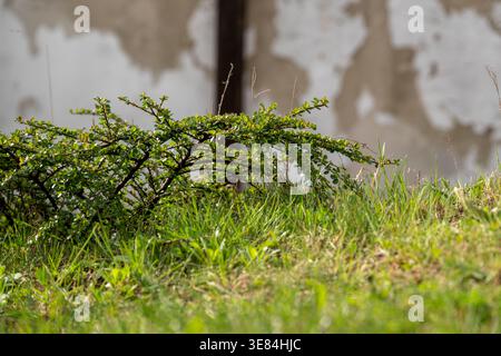 Eine Nahaufnahme eines üppigen grünen Busches mit kleinen Blättern und ein paar roten Beeren, vor einem verschwommenen Hintergrund einer verwitterten Wand und einer dunklen vertikalen Stockfoto