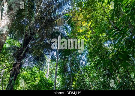 Hohe Palmen und dichte Vegetation bilden ein lebendiges Baldachin im tropischen Regenwald in der Nähe von Tentena, Sulawesi, Indonesien, unter hellem Himmel Stockfoto