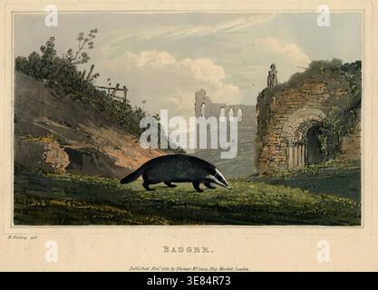 Badger, 1821. Stockfoto