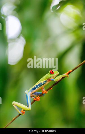 Roäugiger Baumfrosch, der sich an einem diagonalen Ast festhält, lebendiger grüner Körper und orangefarbene Zehen, scharfer Makrofokus mit weichem tropischem Bokeh-Hintergrund. Stockfoto