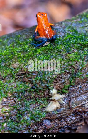 Leuchtend orange Giftpfeilfrosch auf moosigem Baumstamm im Regenwald, Makroaufnahmen mit geringer Tiefe des Feldes und unscharfem Hintergrund, leuchtenden Farben und Stockfoto