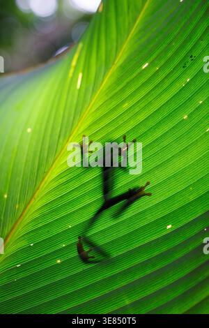 Silhouette eines kleinen Baumfrosches durch ein hellgrünes tropisches Blatt, Nahaufnahme Makro mit weichem Bokeh Hintergrund, Natur- und Tierkonzept. Stockfoto
