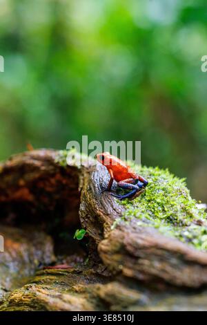 Leuchtend orange Giftpfeilfrosch auf moosigem Baumstamm im Regenwald, Makroaufnahmen mit geringer Tiefe des Feldes und unscharfem Hintergrund, leuchtenden Farben und Stockfoto