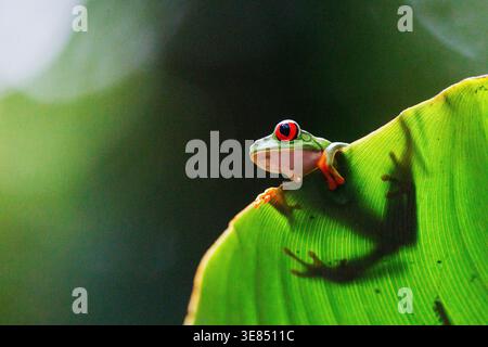 Roäugiger Baumfrosch auf hellgrünem Blatt im tropischen Regenwald, Nahaufnahme von Wildtieren mit weichem Bokeh-Hintergrund und Kopierraum. Stockfoto