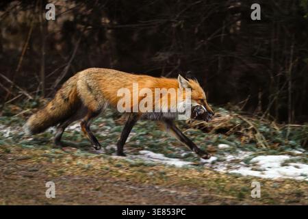 Rotfuchs kehrt an einem Frühlingsmorgen im Norden von Wisconsin mit einem Mund voller Wühlmäuse in die Höhle zurück. Stockfoto