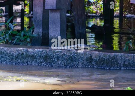 Asiatischer Wassermonitor mit gestreiftem Schwanz schwimmend in der Nähe von Holzbooten auf dem schwimmenden Markt Damnoen Saduak, Thailand Stockfoto