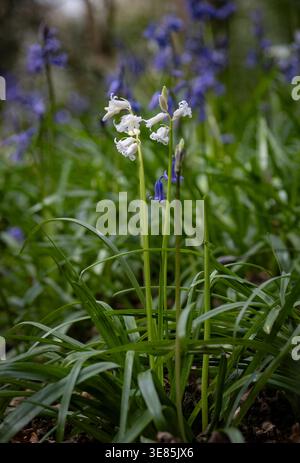 Ungewöhnliche White Bluebells umgeben von traditionellen Bluebells auf dem Waldboden, Worcestershire, England. Stockfoto
