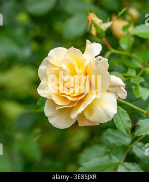Kletter-Rose (Rosa „Leverkusen“) Stockfoto