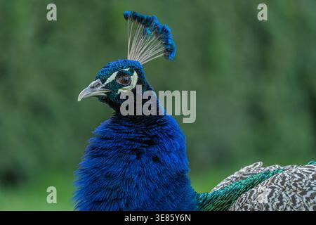 Ein hochwertiges Vollprofil-Bild eines gewöhnlichen Pfauzens (Pavo cristatus), der elegant auf grünem Gras in einem Park steht. Das Foto fängt perfekt das B ein Stockfoto
