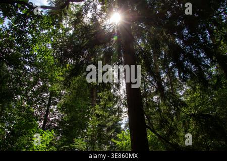 Sonnenlicht scheint durch die Folliage. Foto im Sommer in Achterhoek, Niederlande. Stockfoto